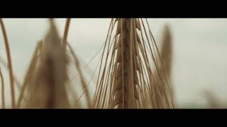 Winter Barley Harvest 2021 - Little Cloud Productions