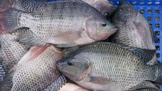 Fresh Live  fish for sale in malayattoor lake | Fishing place in Malayattoor