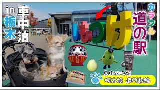 【栃木旅・道の駅編】冬の車中泊の旅！子供も大人も楽しめる｜栃木県のはじまりの形・下野国（しもつけのくに）｜古くて新しい道の駅へ【栃木・道の駅しもつけ】