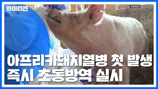 아프리카돼지열병 국내 첫 발생...초동방역팀 투입 / YTN