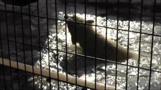 2012年1月13日　旭山動物園　ホッキョクグマ　ルル・ピリカ３