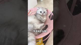 #张嘟嘟 #银渐层 #萌宠 #粤语猫 #这是我一手养大的猫 谁家的摩托车我骑走了啊