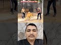 शेर अचानक अटैक कर दिया 😭 animallover animals tiger lion shortfeed shorts