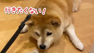 全力でお散歩拒否する柴犬マコ