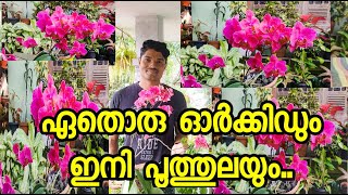 ഇനി ആരും ഓർക്കിഡ് പൂക്കുന്നില്ല എന്നു പറയരുത് ....ORCHID FLOWERING TIPS....