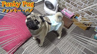 興奮しているパグ  ファンキーなパグ　起きないパグ　『おまめ日記』 Pug Comedy Videos From Japan