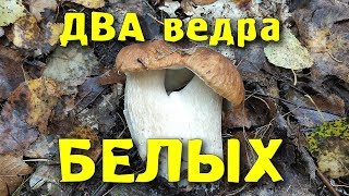 ДВА ведра БЕЛЫХ! Белые грибы и Грибной Рай. Funghi Porcini, Boletus Edulis