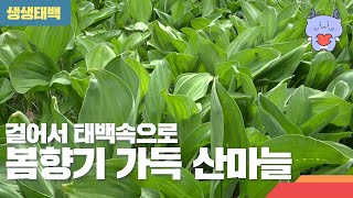 [생생태백] 걸어서 태백속으로  봄향기 가득 산나물!!! (Feat. 태백 천상의 산나물 축제)