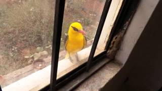 Indian Golden Oriole  ( male)  20140517  #goldenoriole