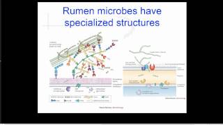 Rumen Microbes and fermentation