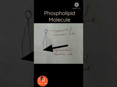 Phospholipid molecule | Nature of phospholipids | Viral video | Biology Guide #Shorts