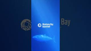 Monterey Bay Aquarium x Chillhop Music 🌊