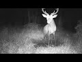 two wild red deer stags fighting over wallow zrzuty jeleni