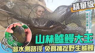 【桃園】山林鱸鰻大王 預測路徑免餌捕捉野生鱸鰻（乾煎鱸鰻／藥燉鱸鰻）｜《世界第一等》1009集精華版