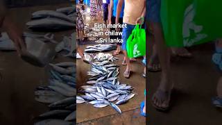 Walking in Chilaw fish market -Sri Lanka#shorts#fishing#fypシ #life#familyvlog#family#freshfish