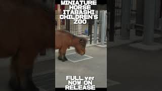 ミニチュアホースのルカ君　2022/1/19  MINIATURE HORSE ITABASHI CHILDREN'S ZOO IN TOKYO