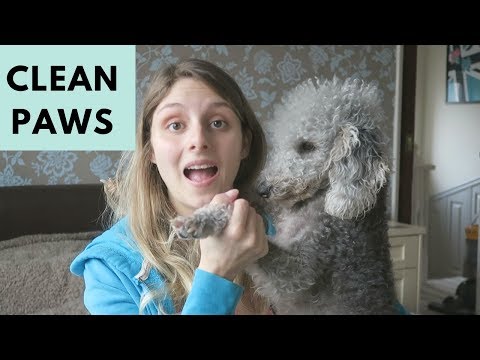 HOW TO CLEAN A DOGS PAWS AFTER A WALK HOW TO CLEAN A DOGS PAWS AFTER A WALK