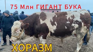 ХОРАЗМ УРГАНЧ ГАЙБУ МОЛ БОЗОРИ НАРХЛАРИ 16.02.2025 ПРЯМОЙ ЕФИР