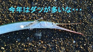 加古川河口導流提 釣行日記 2019年9月7日