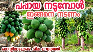 പപ്പായ നടുമ്പോൾ ഇങ്ങനെ നടണം|papaya krishi malayalam|papaya cultivation|papaya engane nadam