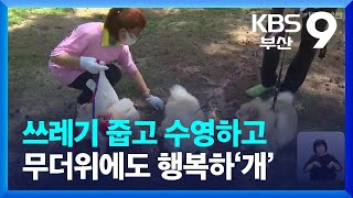 쓰레기 줍고 수영하고…무더위에도 행복하‘개’ / KBS  2023.06.17.