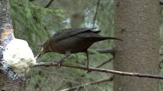 KOLTRAST  Common Blackbird  (Turdus merula)  Klipp - 3388