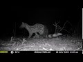 Common genet (Genetta genetta) - Mauritania