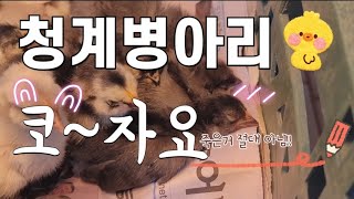 달콤농장일지(23.04.25♡화요일)청계병아리 모셔왔습니다~일반병아리와는 전혀 다른 스톼일~이 또한 잘 키워보겠습니다^^