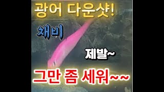 광어 다운샷 채비 수평비교(팔로마 vs 구슬채비 vs 스넬노트)