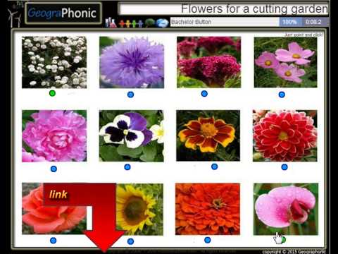 A Garden Flowering Plant Crossword Clue Best Flower Site A Garden Flowering Plant Crossword Clue Best Flower Site