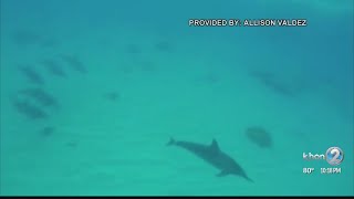 Snorkelers fined for pursuing Hawaiian spinner dolphins