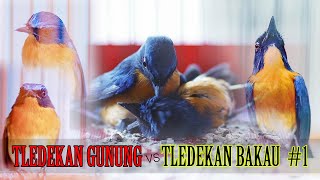 Sulingan Gunung Perbedaan Trotol Dewasa Tips Gacor