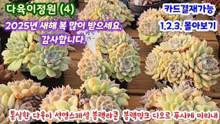 다육이정원 (4) 1.2.3편 몰아보기 통실한 다육이들 예뻐요. 블랙밍크 디오르 푸시케