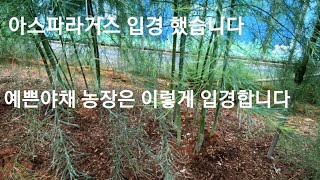 #아스파라거스 입경했습니다 #예쁜야채 농장  #농업