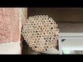 the amazing mason bee what are mason bees how to attract mason bees