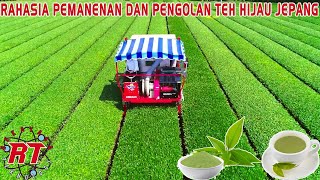 This is the Secret of Harvested and Processed Japanese Tea | tea harvesting machine