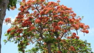 2016鳳凰木簡介Delonix regia (Bojero ex Hook) Rafin.(台東市馬亨亨大道).mp4