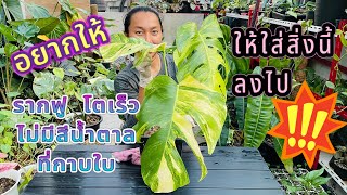 ปลูกมอนสเตอรา ออเรียอย่างไรให้สวย โตเร็ว กาบใบไม่ดำ Monstera aurea var. potting | Live | สวนอุ่นดิน