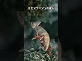 【動物雑学】カメレオンの雑学 part1