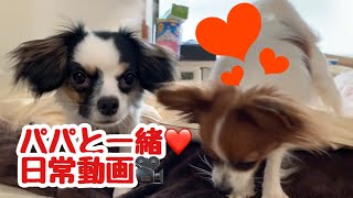 【パピヨン🐶ベルトマトちゃん】パパと先住犬と2代目犬と…❤️日常動画🎥