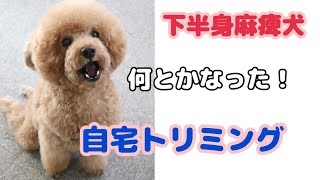 下半身麻痺犬の自宅トリミング　〜トイプードル〜