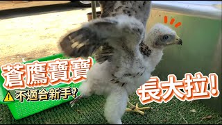 Is the Goshawk Not Suitable for Beginners? The Babies Are Growing Up! | Popo Family