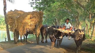 বিলুপ্তপ্রায় গ্রাম বাংলার ঔতিহ্য ধান বোঝায় মহিষের গাড়ির চলাচল দেখুন Buffalo cart village Bangladesh