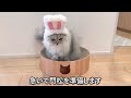 もふもふ猫のお正月2023【サイベリアン】