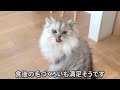 もふもふ猫のお正月2023【サイベリアン】