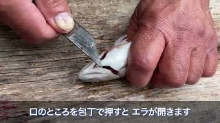 魚（ヤマメ）の捌き方