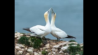 Gannets at RSPB Bempton Cliffs