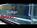 Beli akuarium standar ikan arwana