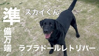 ラブラドールレトリバー スカイくん 5歳 【Labrador retriever】