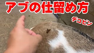 アブの仕留め方「デコピン」　手作りヤギ牧場　吉懸牧場　2020年8月9日　How to kill a fly